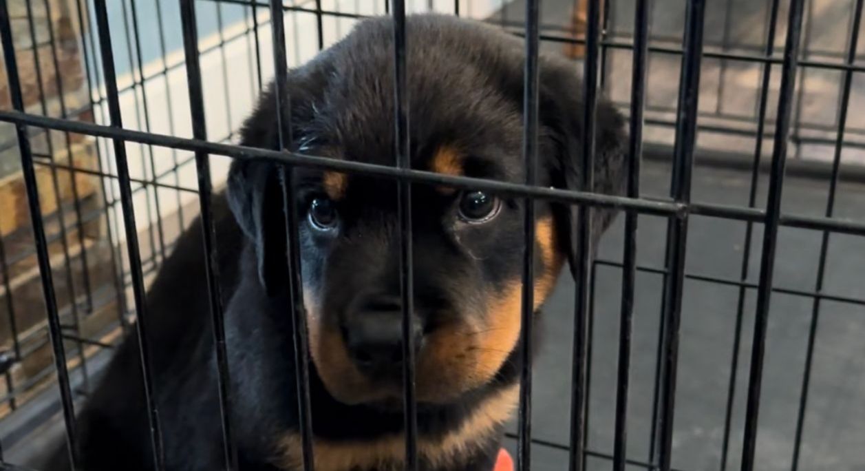 Spartan Rottweilers trainging