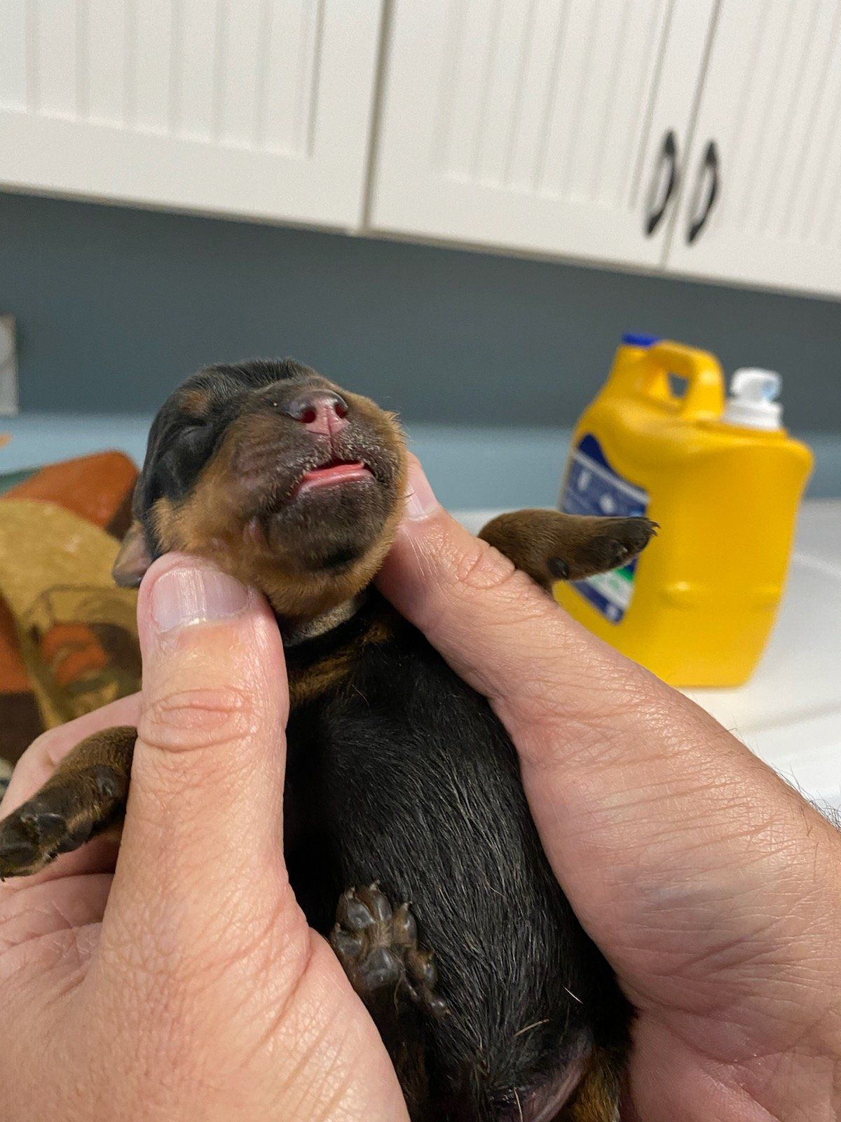 Spartan Rottweilers