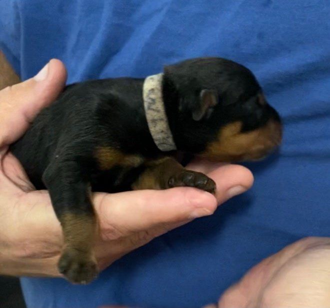 three day old puppy