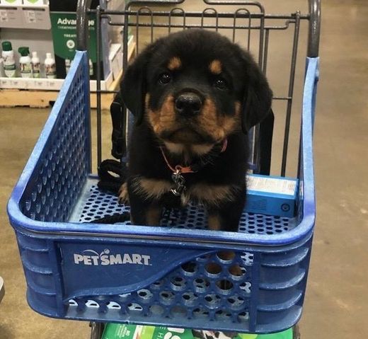 Rottweiler puppy in a shopping cart