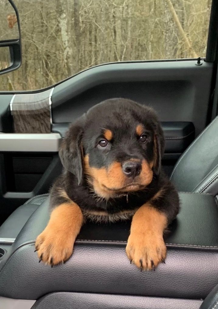 Rottweiler puppy looking out from a car
