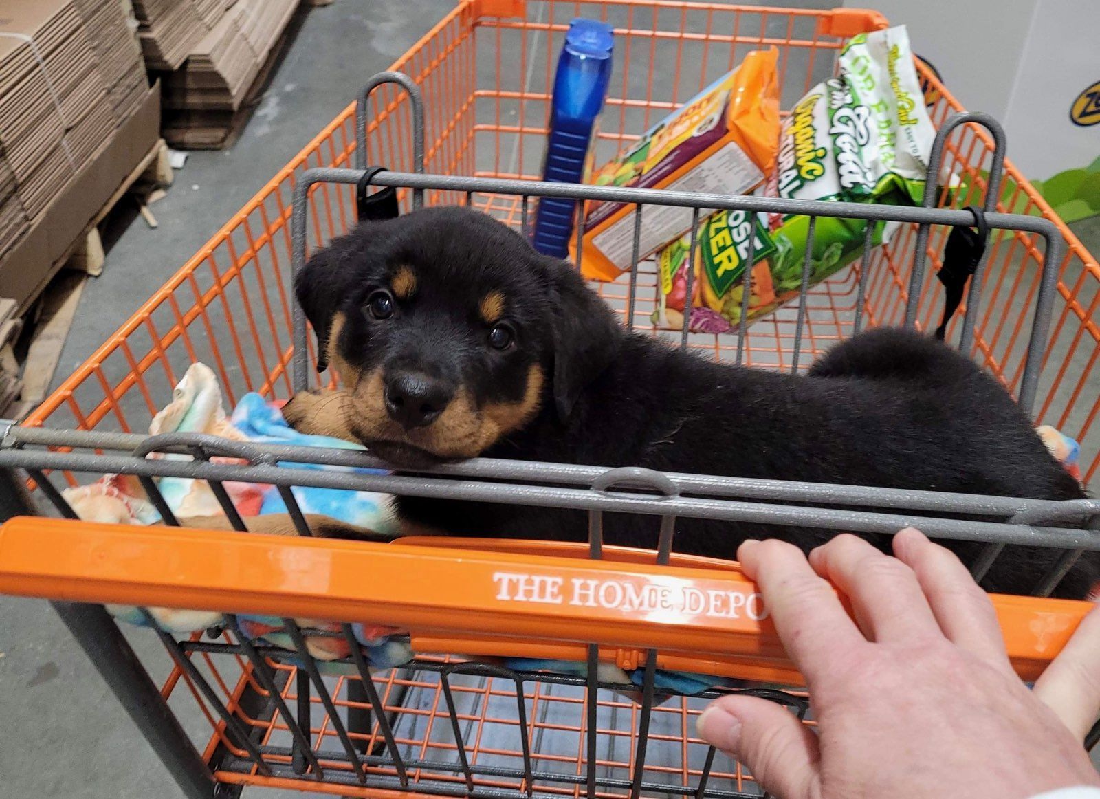 Rottweiler puppy in  a shopping cart