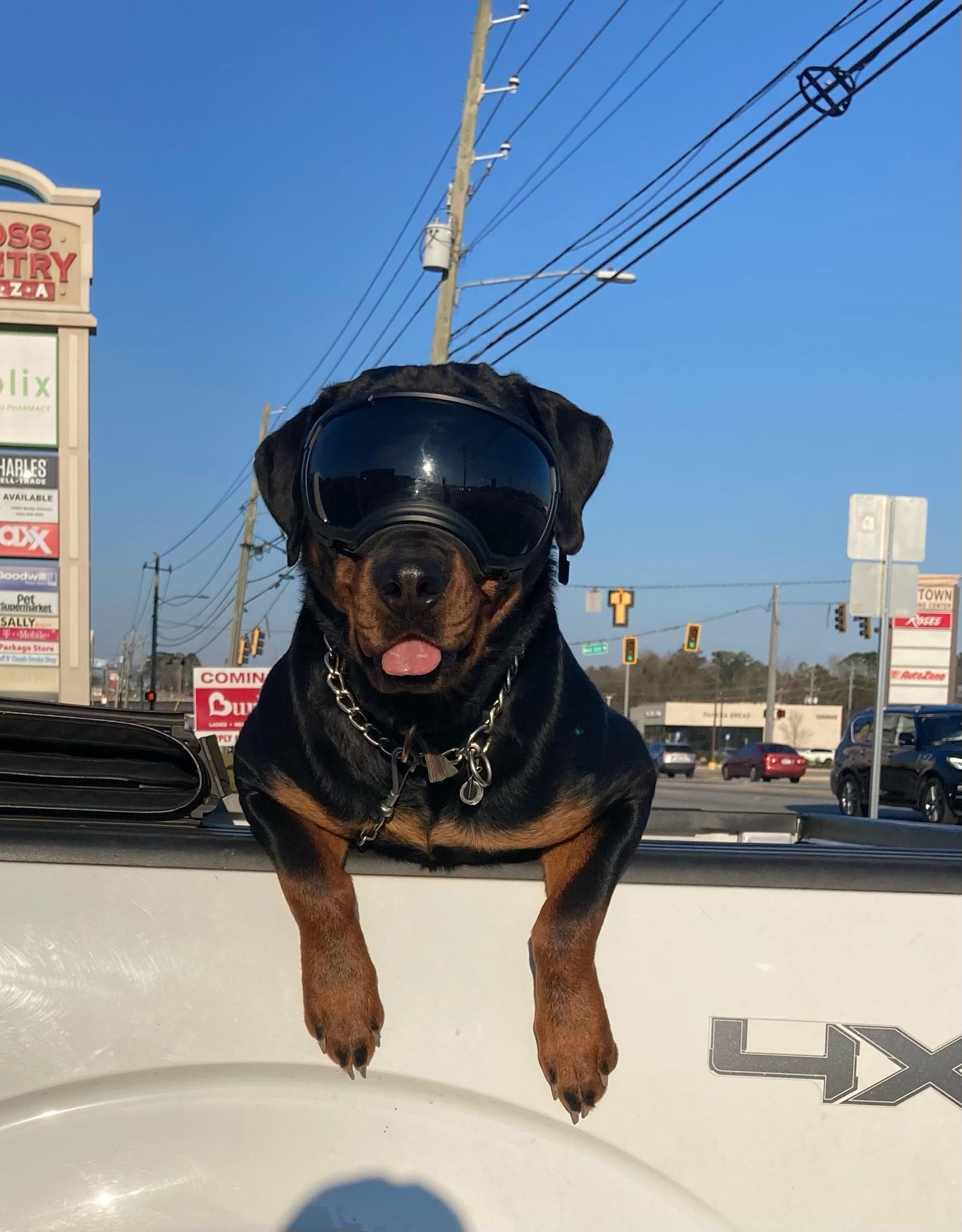 Adult Rottweiler wearing googles