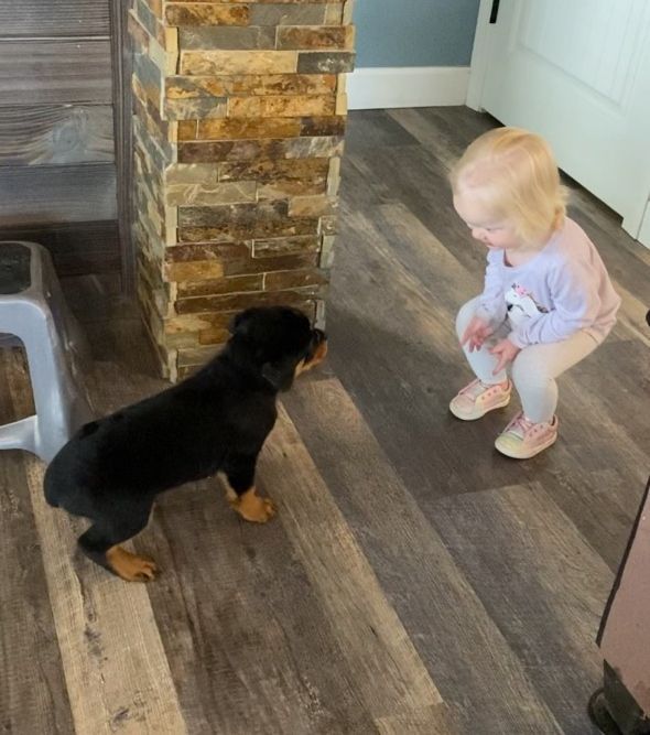 Baby girl playing with Rottweiler puppy