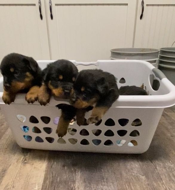 Puppies in a laundry basket
