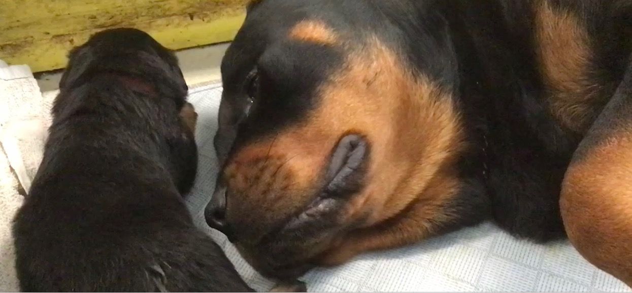 Mother Rottweiler and her puppy