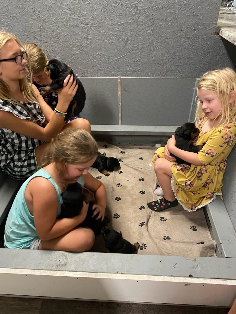 Children hugging a Rottweiler puppy