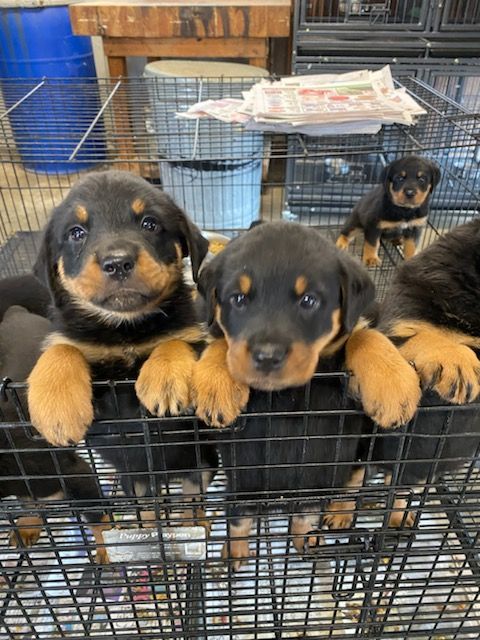 rottweiler puppies in a play yard