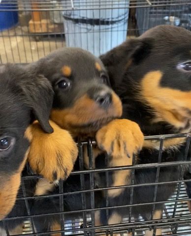 Puppies looking across the room