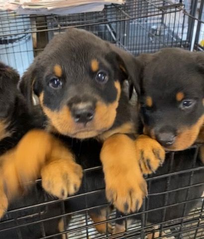 Rottweiler puppy in a playpen