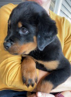 Rottweiler puppy getting sleepy