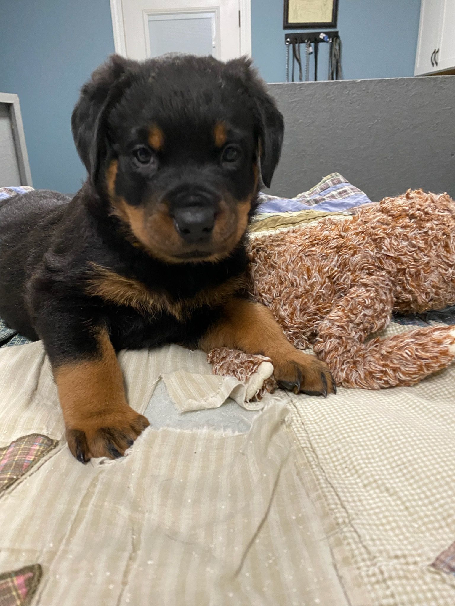 Proud look of puppy