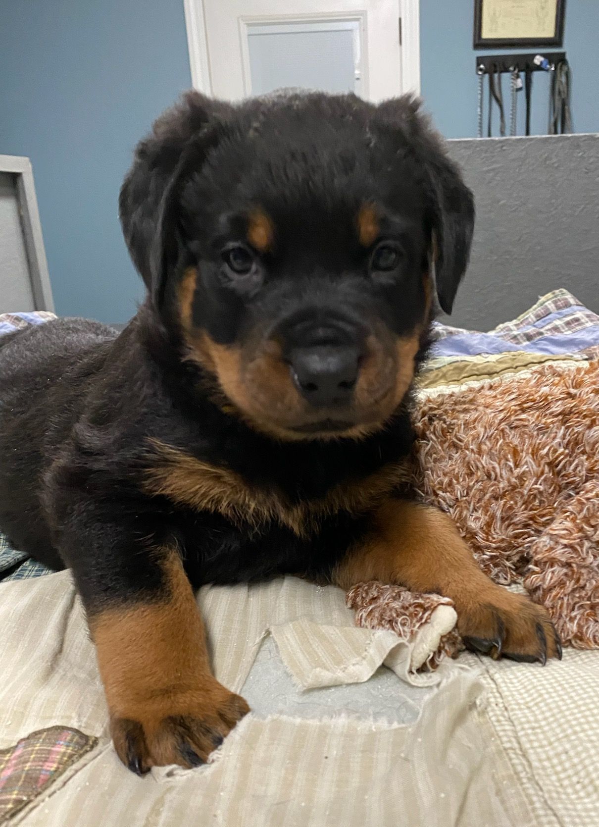 Puppy Scams happen a lot. What to know to protect yourself.