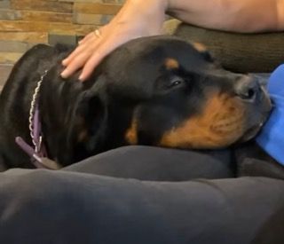 Petting your Rottweiler