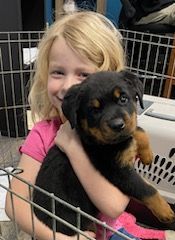 Little girl hugging a Rottweiler puppy
