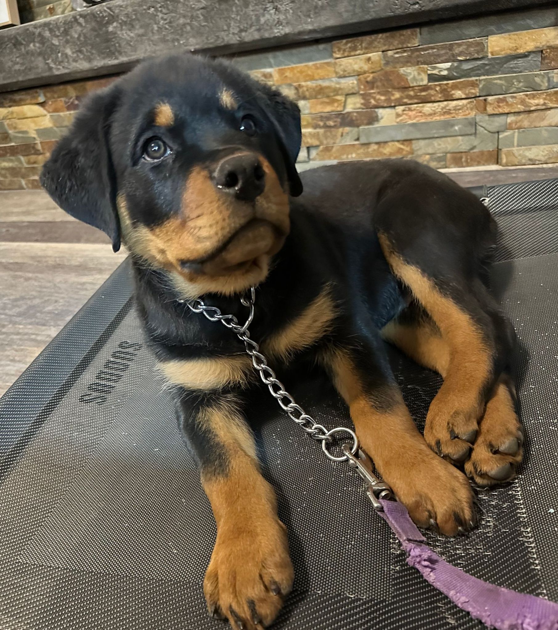 Leash training