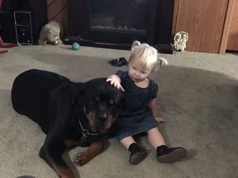 Spartan Rottweiler and preschool girl