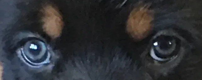Have you ever felt your dog’s eyes following you, like they’re watching your every move?