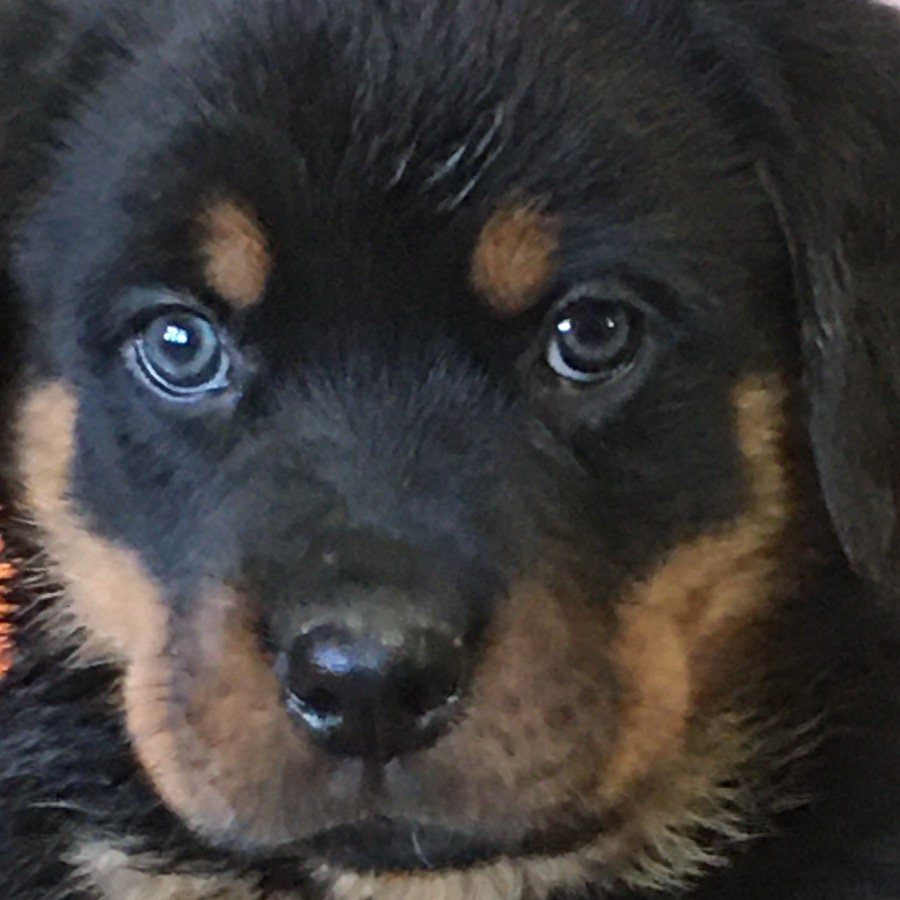 Look into the beautiful eyes of this puppy