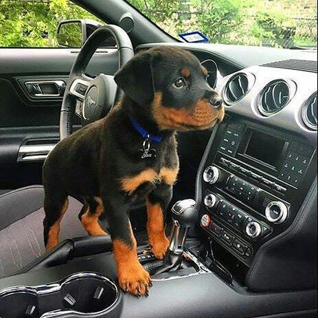 How to get your Rottweiler puppy to your home