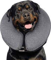 Rottweiler in Cone collar