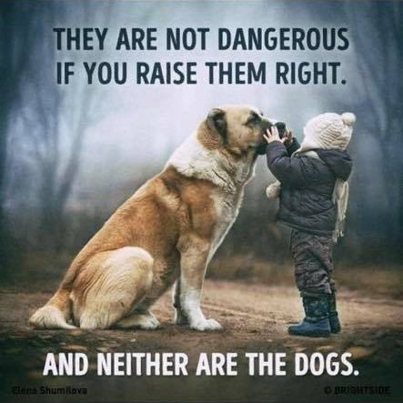 ARE Rottweilers dangerous? It's all how you raise them.
