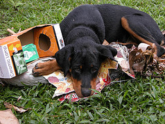 Teaching and training, even indirectly, your Rottweiler puppy bad habits.