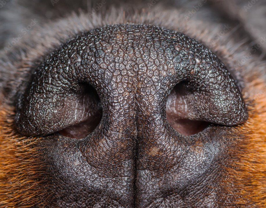 Why do dogs smell human crotches and butts?