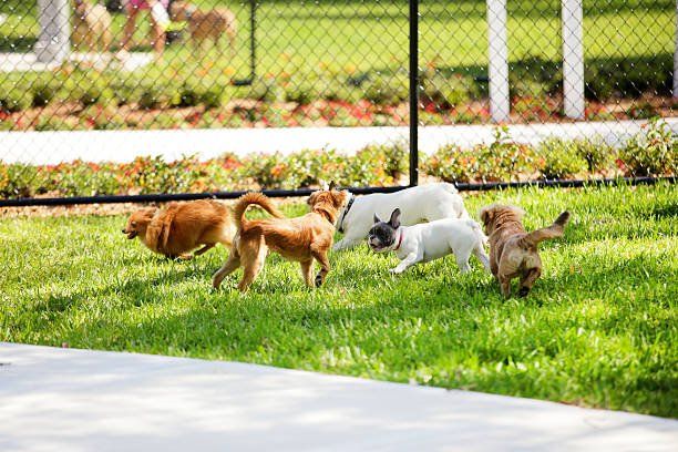 Dog park pictures