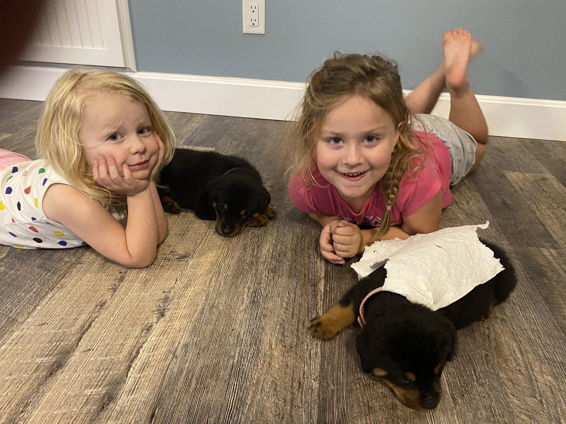 Family raised and socialized
 Rottweiler puppies