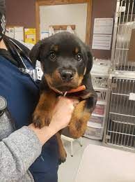 Health Guarantee/Contract with purchasing a puppy from Spartan Rottweilers