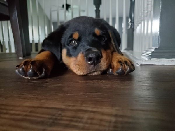 Preparing for the first day that your new Rottweiler puppy is home.
