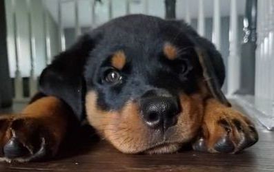 Puppies first day at home
