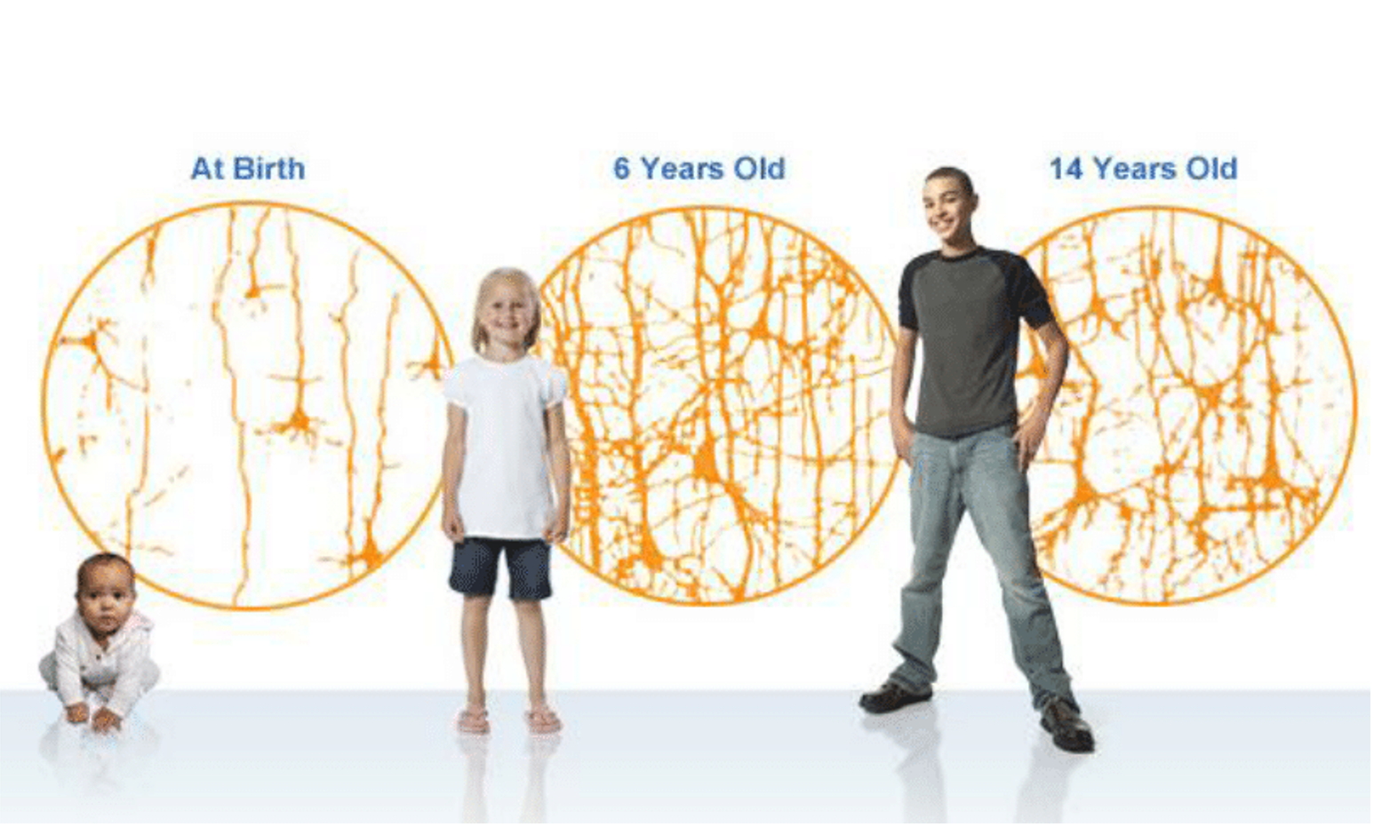 What is neural pruning how swimming shapes baby brains