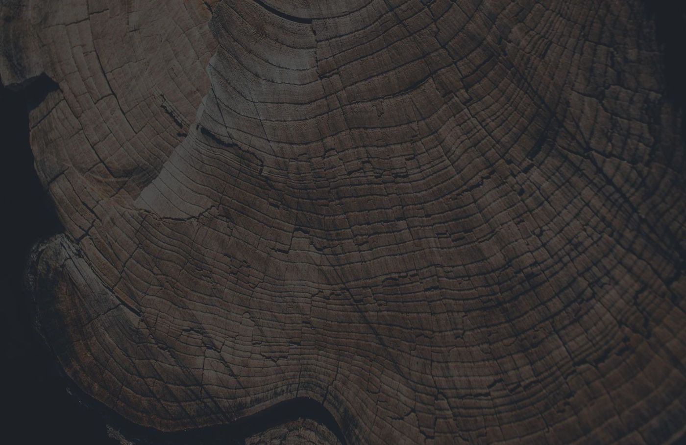 A close up of a piece of wood showing the texture of the wood.