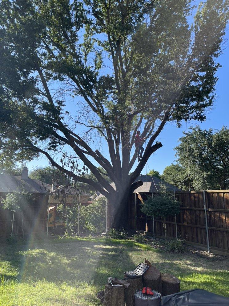 A man is climbing a tree in a backyard.