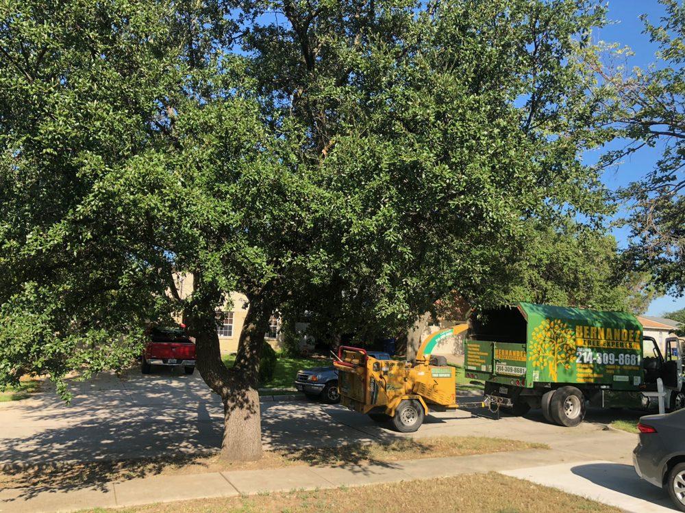 A tree chipper is parked next to a tree in a driveway.