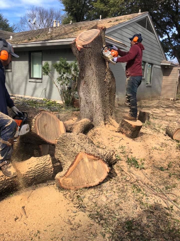 A man is cutting a tree stump with a chainsaw in front of a house.