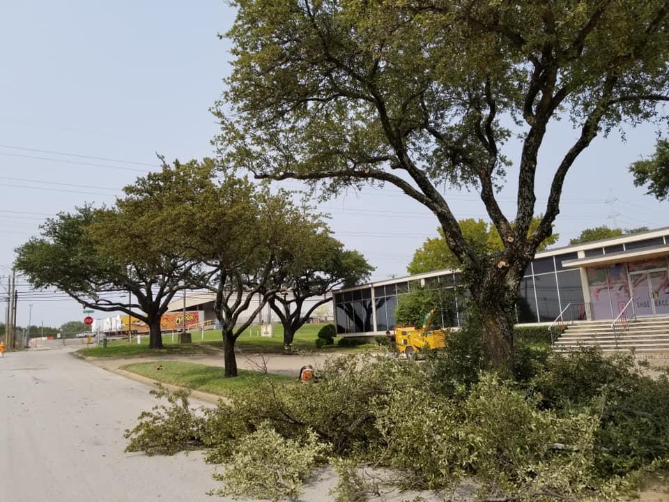 A tree with a lot of branches laying on the ground in front of a building