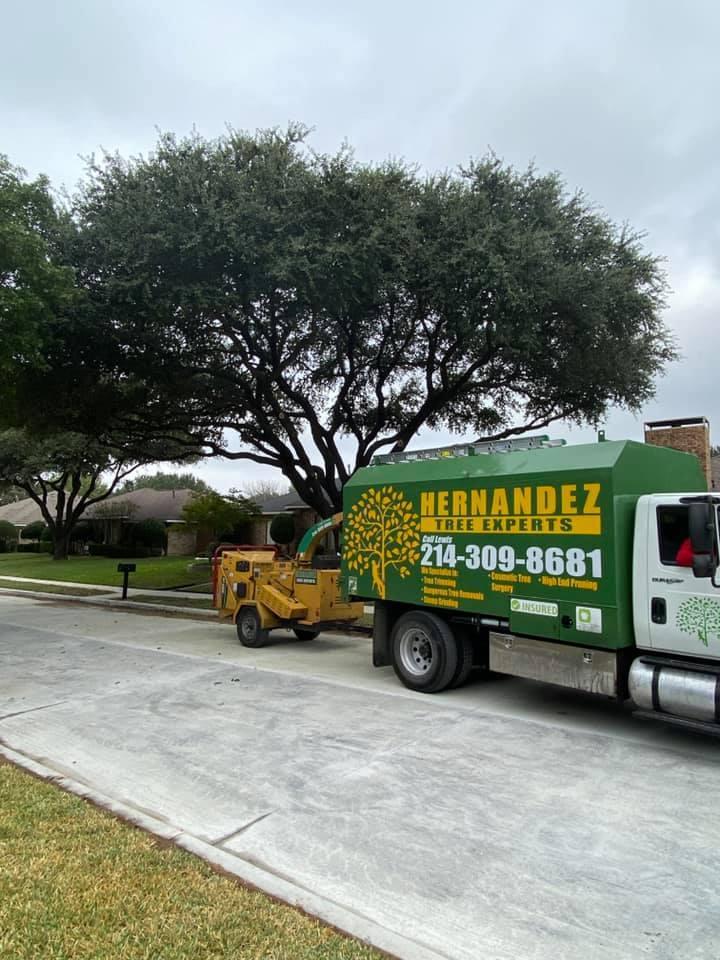 A green truck is parked in a driveway next to a tree.