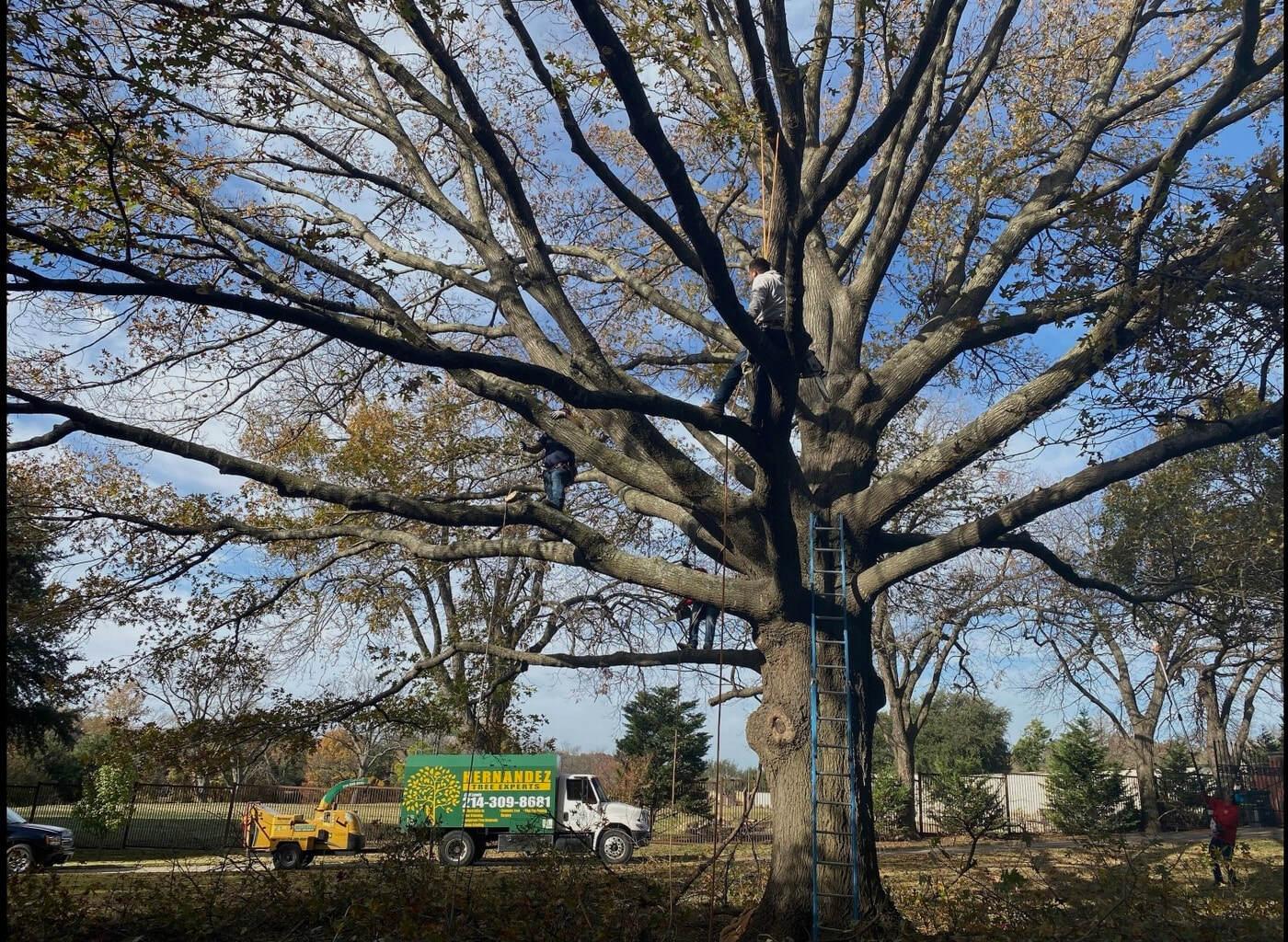 A man is climbing a tree next to a green truck.