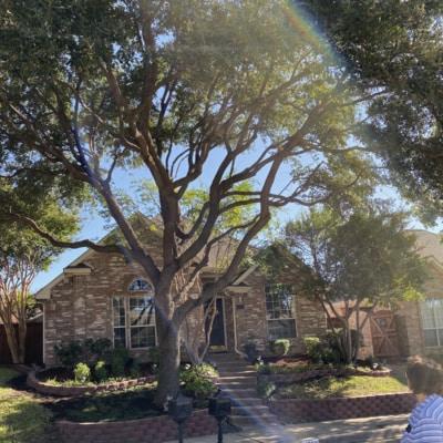 A house with a large tree in front of it