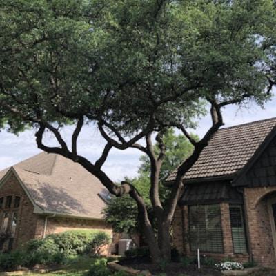 A large tree is in front of a brick house.