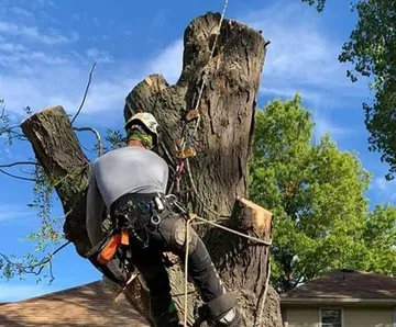 A group of men are working on a tree stump in a yard.
