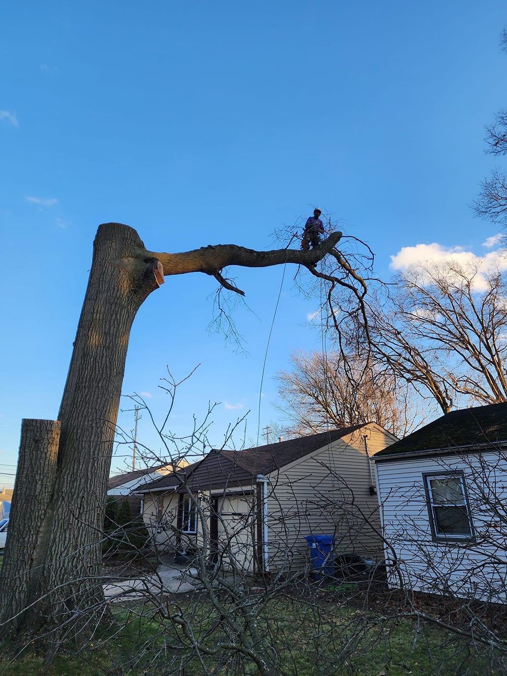 A man is cutting down a tree in front of a house.