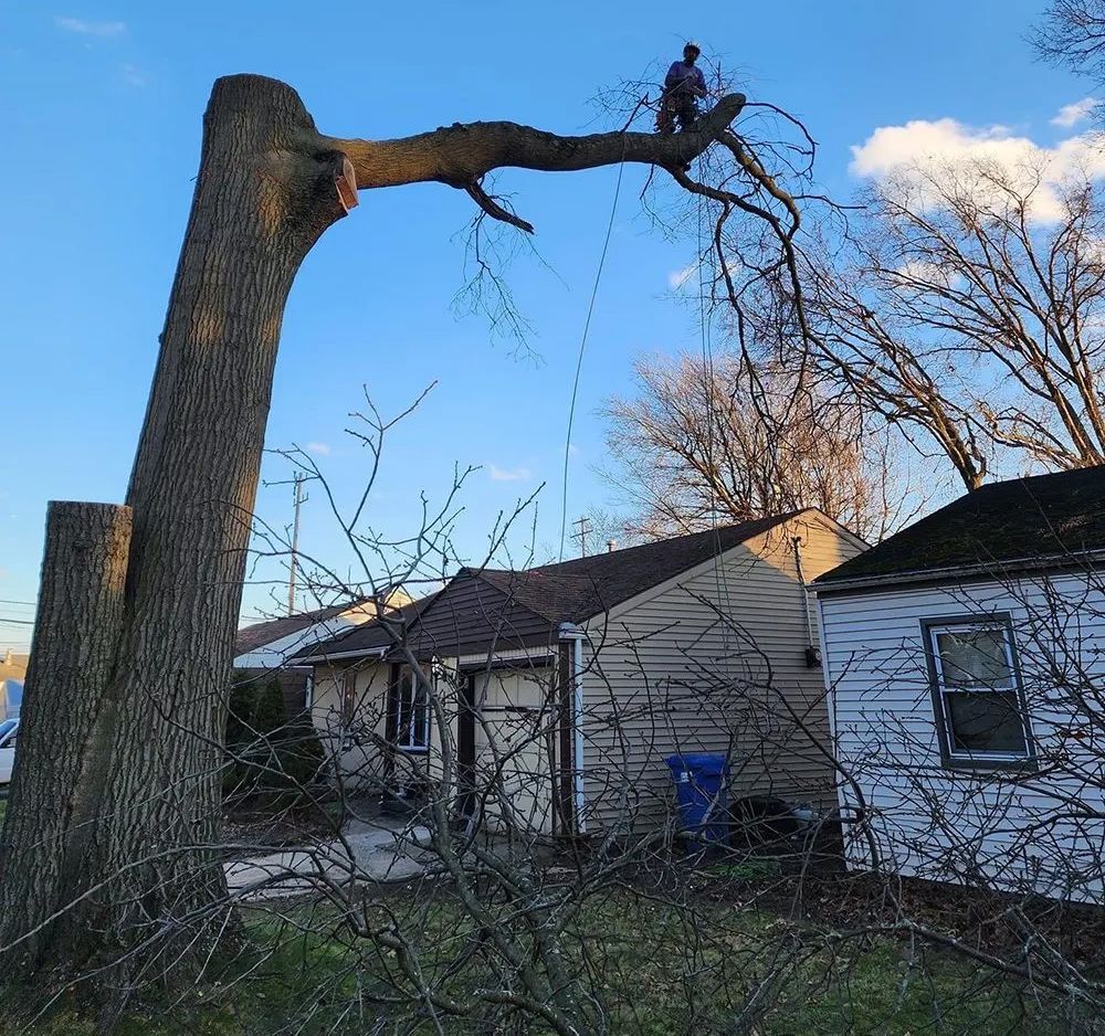 A man is climbing a tree in front of a house.