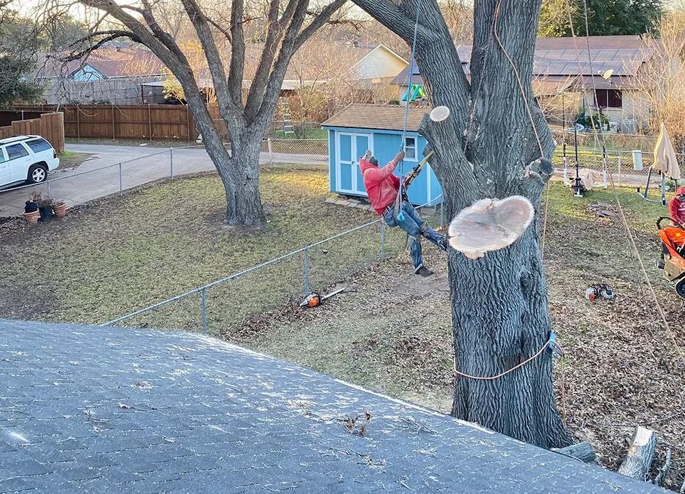 A man is cutting down a tree with a chainsaw.