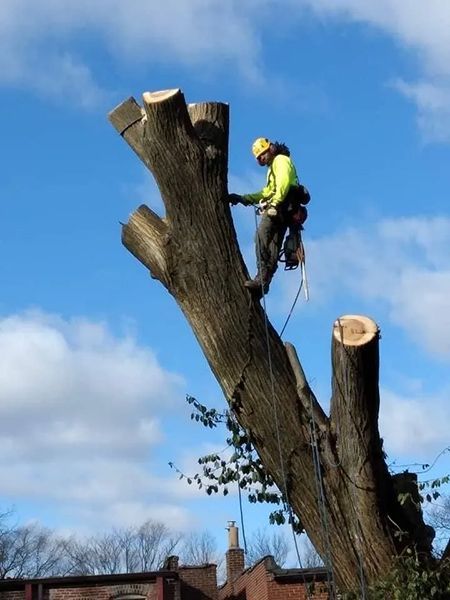A man is climbing up the side of a tree