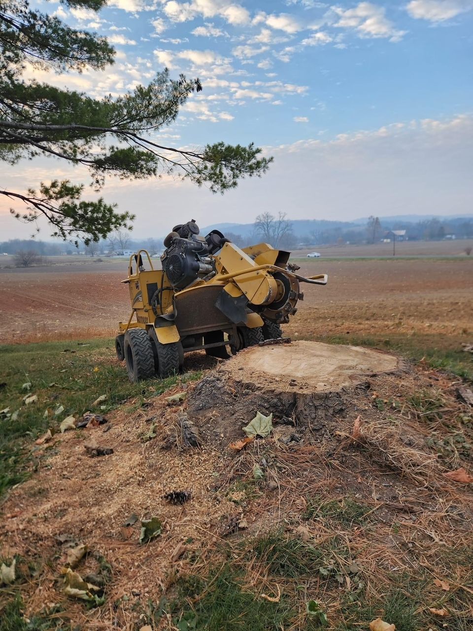 A stump grinder is grinding a tree stump in a field.