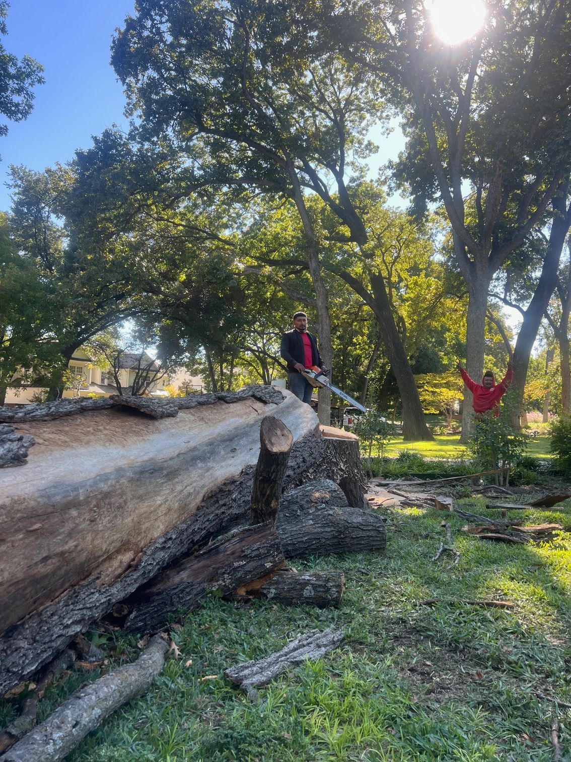 A man is cutting a tree with a chainsaw in a park.
